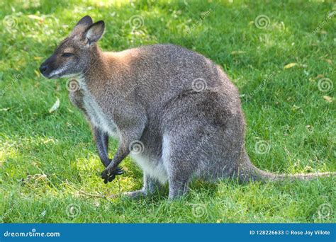 Western Grey Kangaroo stock image. Image of sooty, basin - 128226633