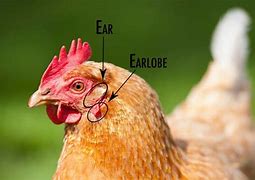 Image result for Chicken Ears