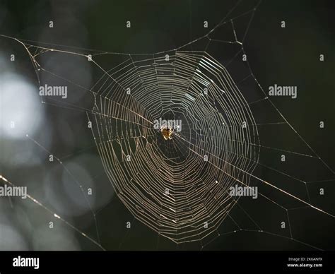 Female European garden spider or cross orb weaver spider, Araneus ...