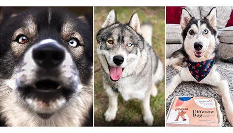 Heterochromia In Dogs Gives Them Mesmerizing Multi-Colored Eyes [With ...