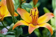 gigli fiore giglio grandi fiori profumati elegante in giardino e gigli fiore giglio grandi fiori profumati elegante in giardino e