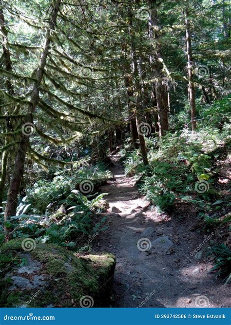 Mixed Hardwood and Conifer Forest Stock Photo - Image of mixed, natural ...