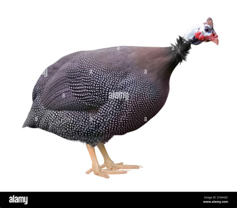Guinea fowl isolated on white. Domesticated bird Stock Photo - Alamy
