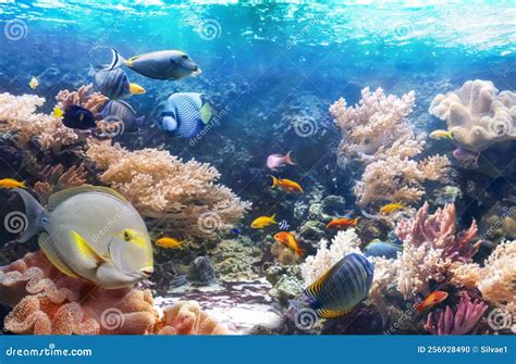 Life of the Underwater World. Panoramic View of the Coral Reef. Stock ...