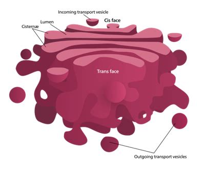 Golgi bodies, lysosomes and centrioles — lesson. Science State Board ...