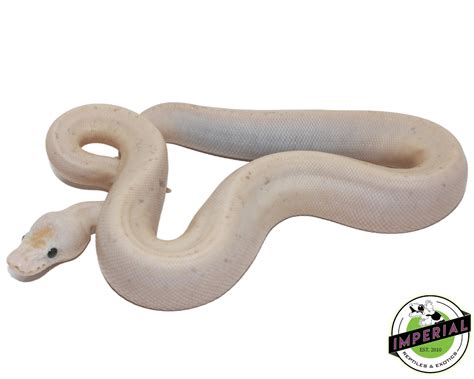 Black Eyed Leucistic Ball Python