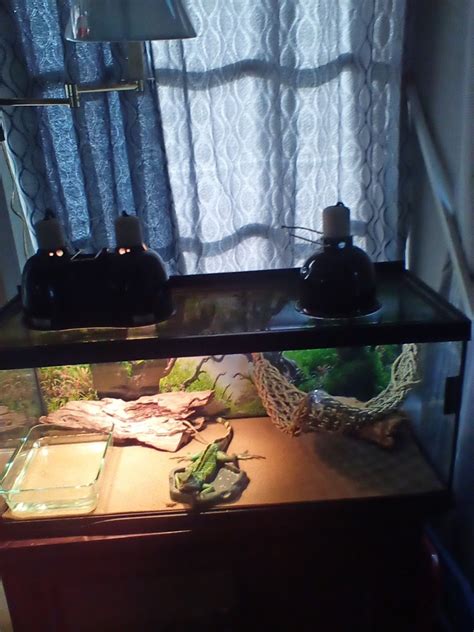 Chinese Water Dragon Reptiles For Sale | Bradenton, FL #544500