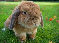 Image result for Holland Lop Baby Drawf
