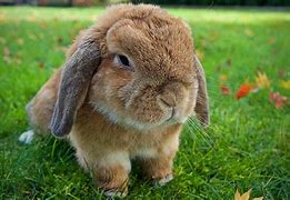 Image result for Bunny Wallpaper Mini Lop Baby