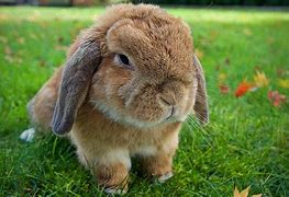Image result for Holland Hop Bunnies
