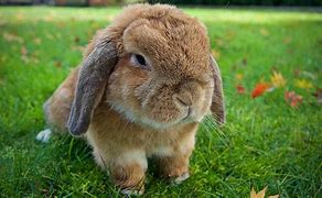 Image result for Two Holland Lop Bunnies