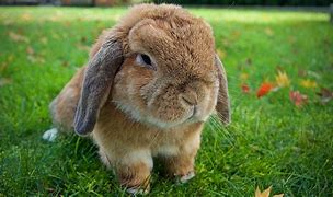 Image result for Blue Lop Bunny