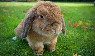 Image result for French Lopp Rabbit