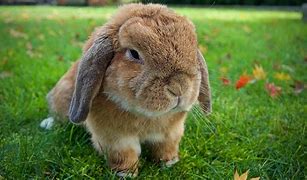 Image result for Rabbit Lop Ginger and White