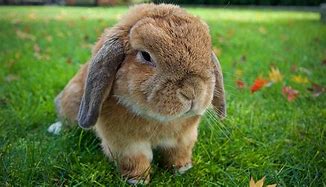 Image result for Dwarf Lop Rabbit Baby