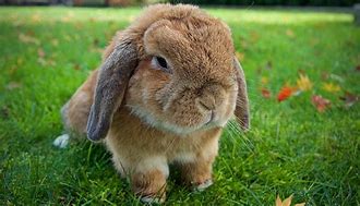 Image result for Harlequin Holland Lop Bunny