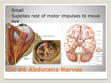 Image result for Peripheral Nervous System