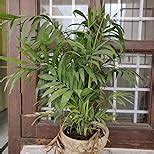 Nurturing Green® Chamaedorea Palm Plant with Pot for Home | Live Bamboo ...