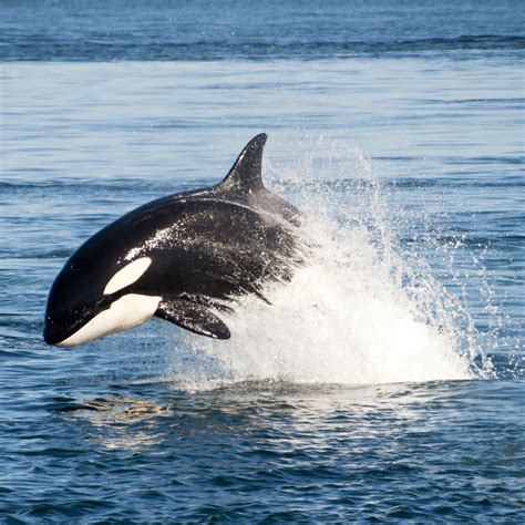 Killer Whale (Orcinus orca) | about animals