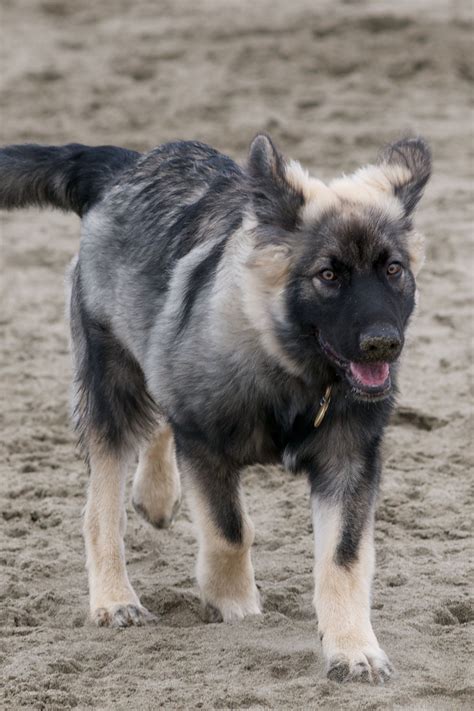 American Alsatian walking on the sand photo | American alsatian ...