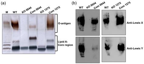 The Effects of HP0044 and HP1275 Knockout Mutations on the Structure ...