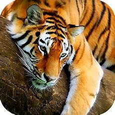 Home Screen Tigers Wallpaper 3d by Tiger 3d Live Wallpaper Android Apps On Play Home Screen Tigers Wallpaper 3d