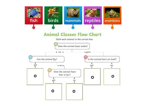 Classification Key for Kids 的图像结果