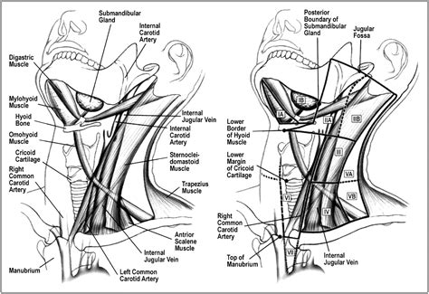 Lymph Nodes In Neck Levels