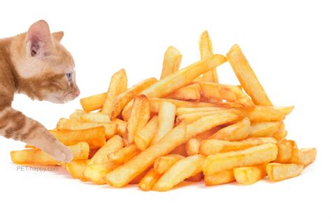 Can cats eat french fries? What a Vet recommends