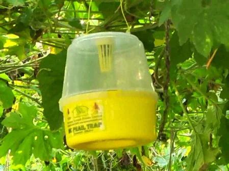 McPhail Trap (Fruit Flies & Other Flying Insects)