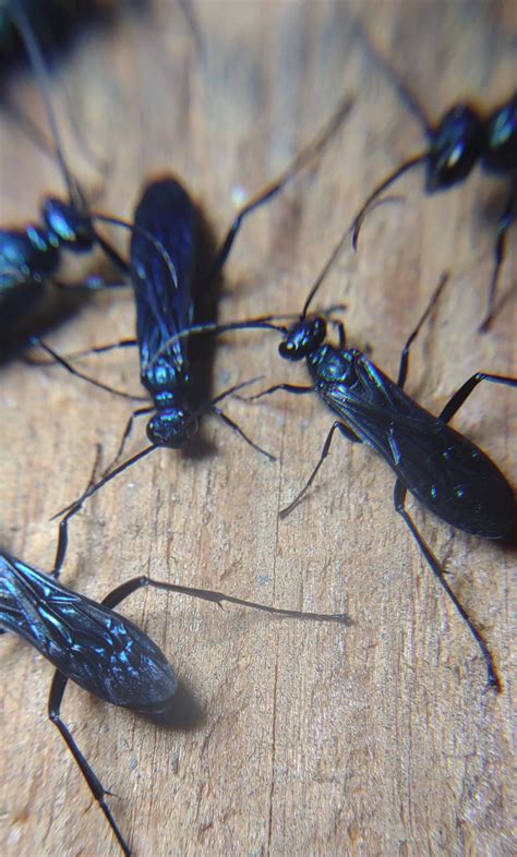 These blue mud daubers have been chilling on my porch every night for ...