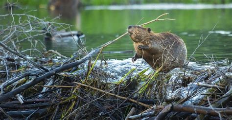 Woodchuck vs Beaver: 5 Key Differences - A-Z Animals
