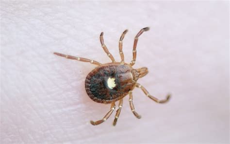 Know Your Ticks: These Can Get You Sick | Hartford Hospital | Hartford, CT