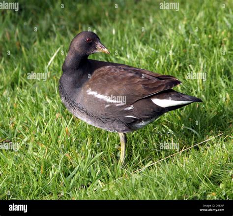 Juvenile common moorhen gallinula chloropus hi-res stock photography and images - Alamy