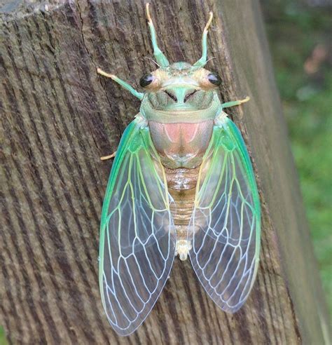 Cicadas are both fascinating and complex in their looks, their variety (more than 3,300 species ...