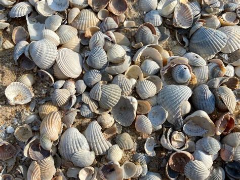 Image result for Amazing Shells