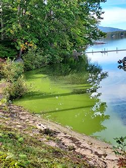 State Issues Cyanobacteria Bloom Advisory for Province Lake in ...
