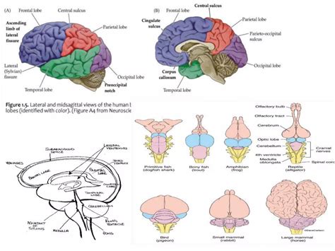 Comparision of brain in vertebrates | PPTX