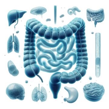 Image result for Digestive System No Background