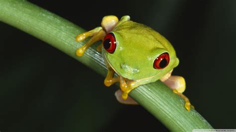 Tree Frog Desktop 的图像结果