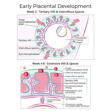 Placenta Development Notes Anatomy 的图像结果