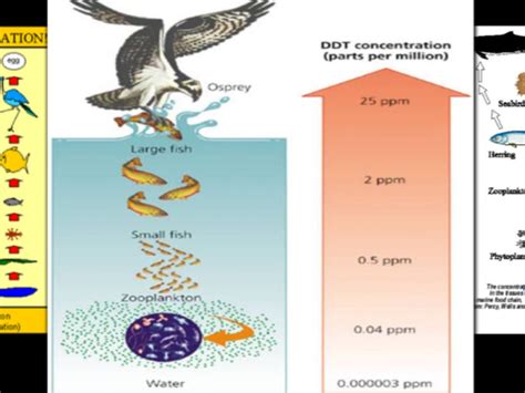 Biomagnification 的图像结果