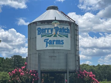 Pick Your Own Berries at Berry Patch Farms - Ramble Atlanta