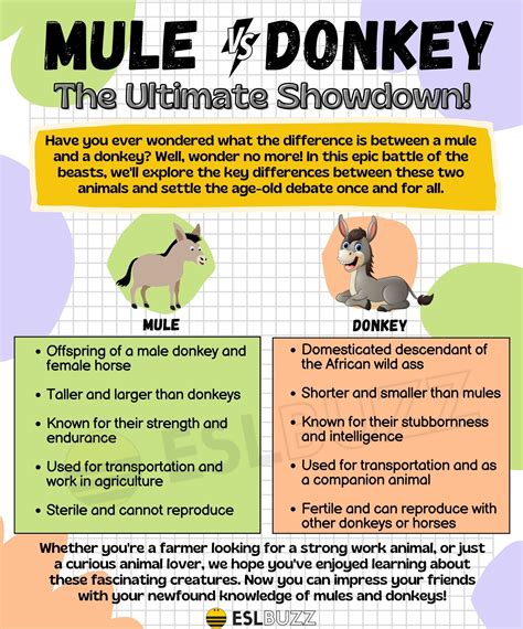 Mule vs. Donkey: Spot the Differences for English Learners - ESLBUZZ