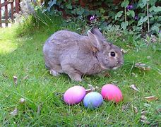 Image result for Easter Bunny Jpg