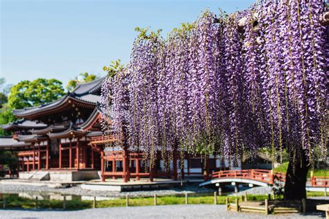 Japan Flowers 的图像结果