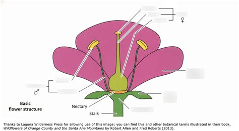 Flower Structure 的图像结果
