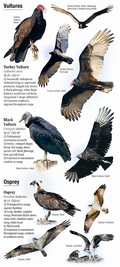 North American Birds Of Prey