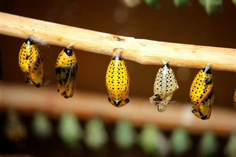 attractive, bright, bug, butterfly, caterpillar, cocoon, colorful ...