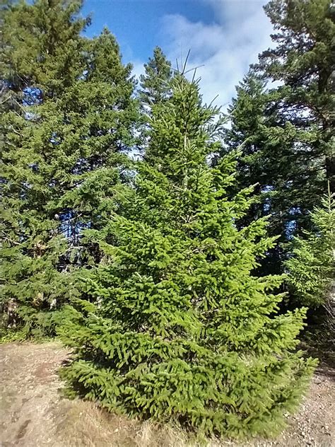 Douglas Fir Tree